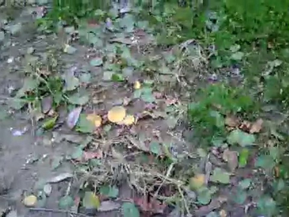 [Lawn Care Tips] - [Green] [Lawn Care] - [Kurnell Curse]