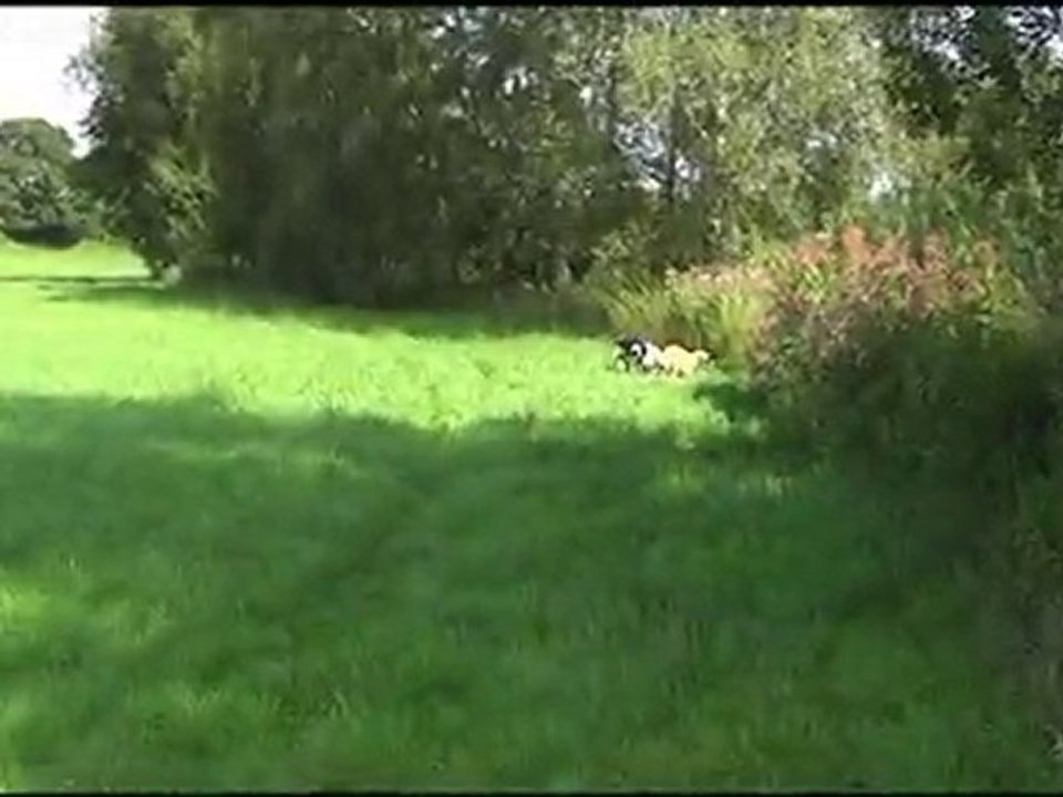 Die 10 Gebote für das Zusammenleben mit (D)einem Hund