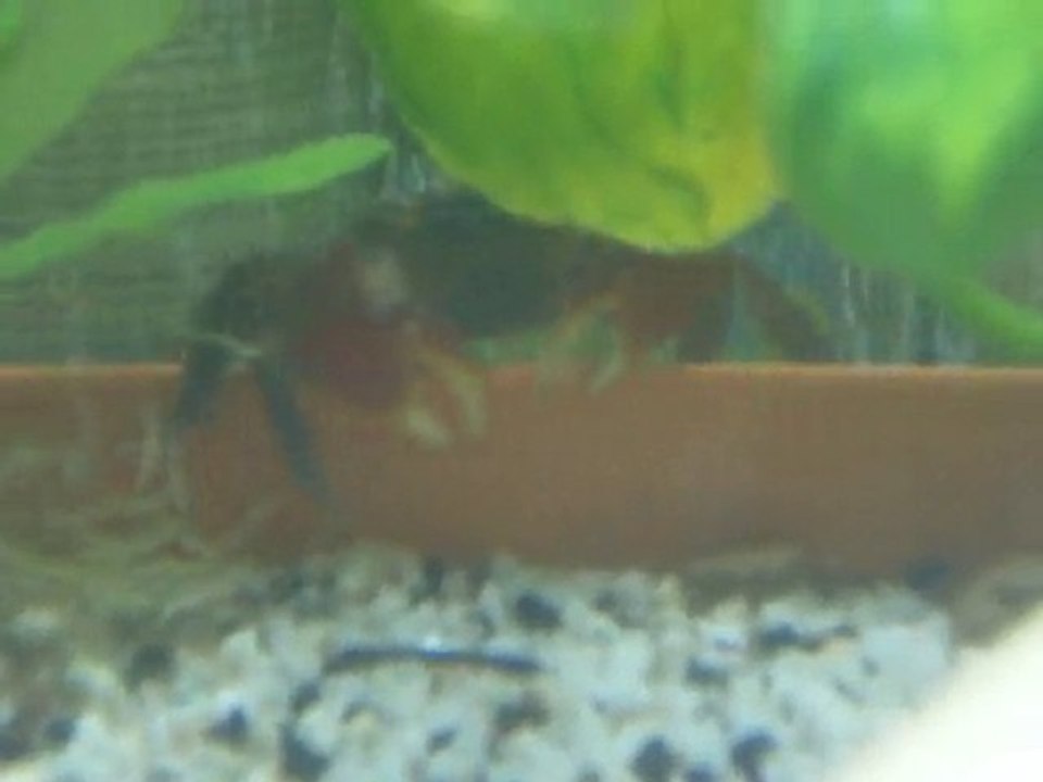 Captain Crab's