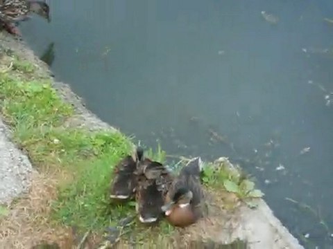 Athis-Mons , Orge : Bébé Ragondin et Canards