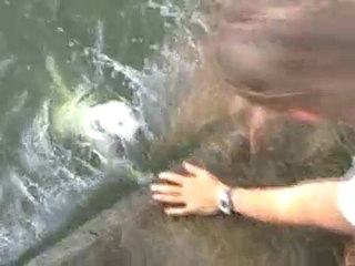 17 07 2010 LIHOS chiens à l'eau