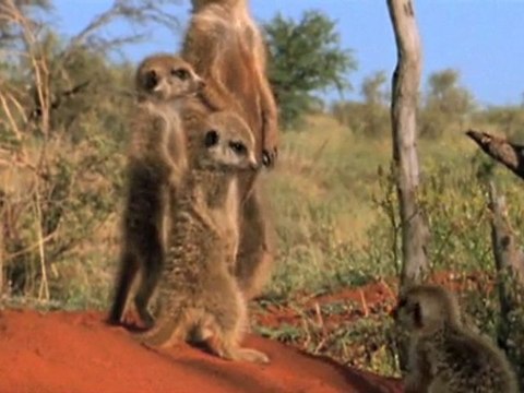 Meble Warszawa Biurassic Sp.J. Bijata K., Mieszczynski D.