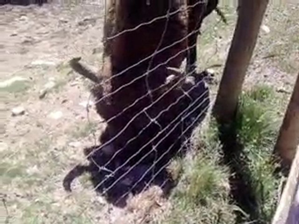 Bisons