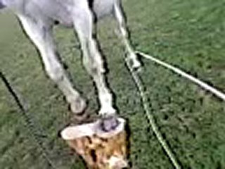 Anaïs sur le plot + désensibilisation à la chambrière :D