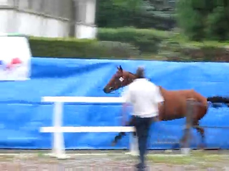 Titane de roscan > Modèle et Allures ; Régional 2010