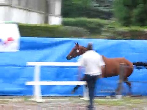 Titane de roscan > Modèle et Allures ; Régional 2010