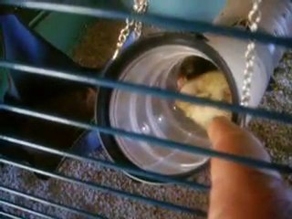 Titice, mon furet adoré!