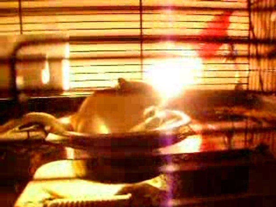 Mes gerbils sablé et Pim's 2 (avec leurs nouvelle cage)