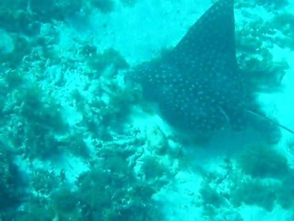 Raie Léopard - Guadeloupe - Petite Terre - 07 mai 2010