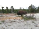 Buffalo Attacks Cathy in Yellowstone National Park!