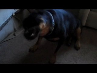 Life of Bear: I itch, I scratch