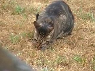 Un fauve dans mon jardin !!