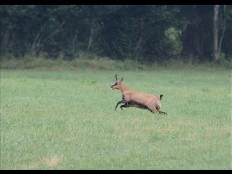 chamois et cabrioles !!! HD