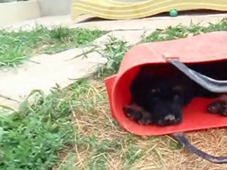 Chiots des Gardiens de la Houlette le 27/07/2010