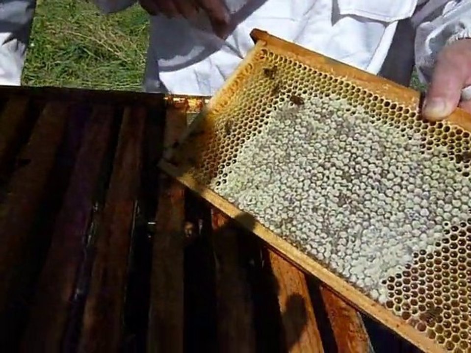 Mr Assemat 27 juillet 2010  Museum Toulouse