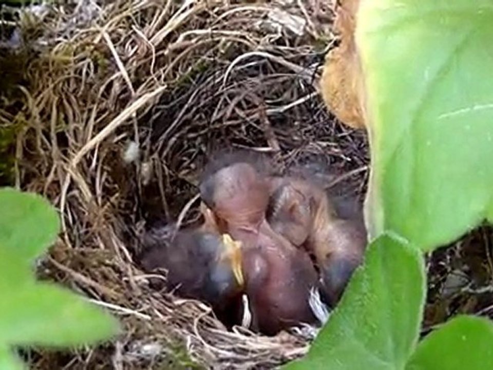 Des pinsons dans les géraniums!