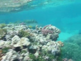 Requin sortie aquanature 25072010