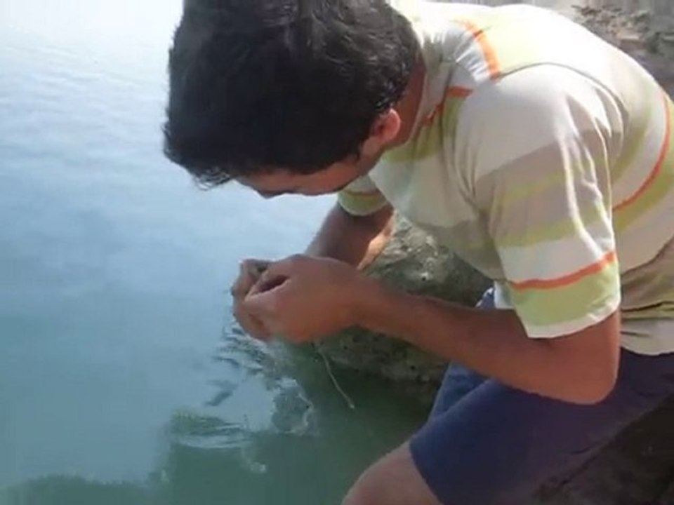 geri bırakma, levrek