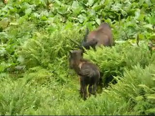 Randonnée Pyrénées Ariègeoises rencontre avec les chevaux