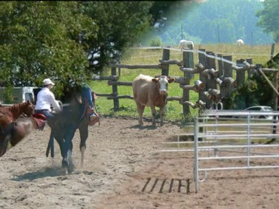 tri de bétail au lucky ranch