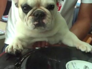 This dog can DJ