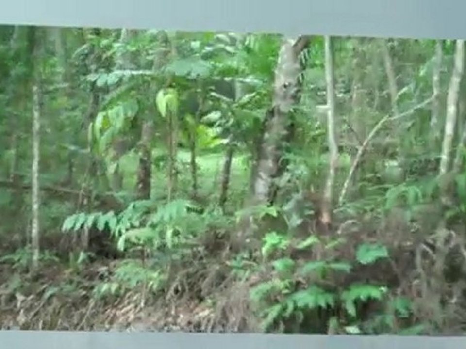 Property Daintree!!.