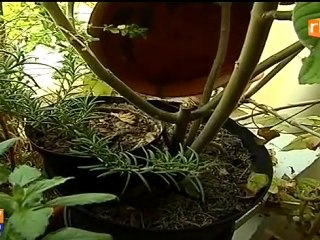L’épidémie de dengue s’intensifie aux Antilles