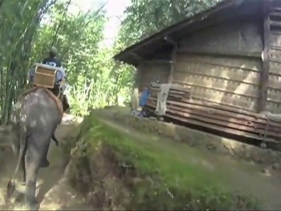 Guillaume a testé pour vous #14 : L'éléphant en Indonésie