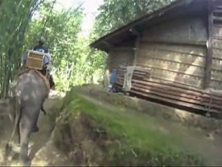 Guillaume a testé pour vous #14 : L'éléphant en Indonésie