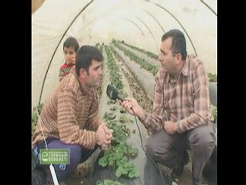 M.O.G. Organik Sıvı Gübre - Antalya Çilek Üreticisi