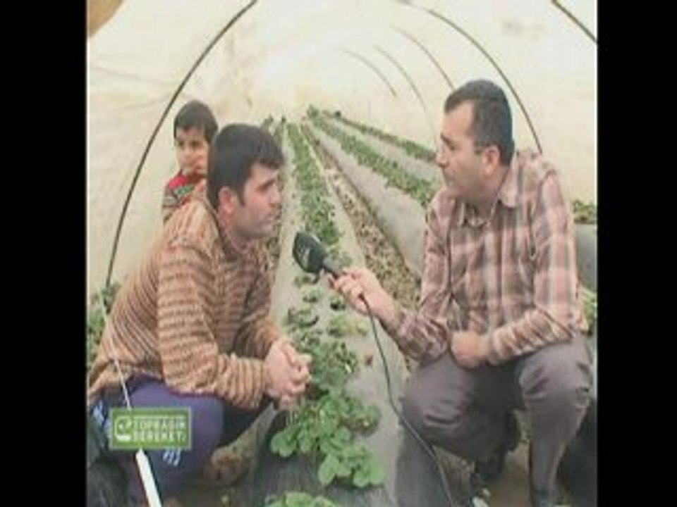 M.O.G. Organik Sıvı Gübre - Antalya Çilek Üreticisi