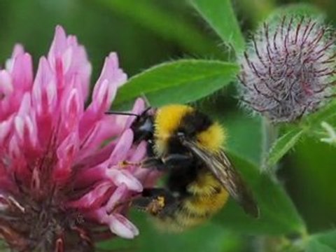 Bumblebee Conservation Trust reaches Lottery Awards Finals