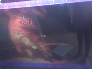 duel damour des hiène