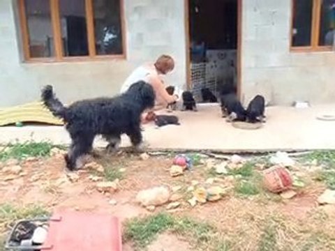 Chiots F des Gardiens de la Houlette à 8 semaines