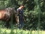 Laverock, un étalon stationné au Haras de St Voir