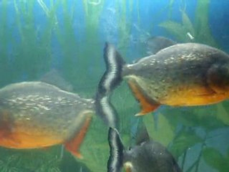 PIRANHAS-4
