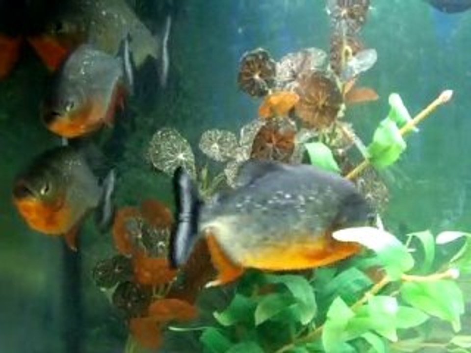 PIRANHAS-2
