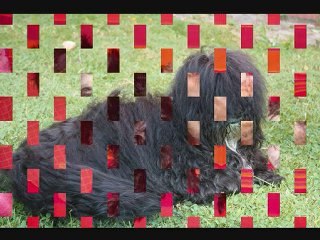 Du Royaume de mon prince noir