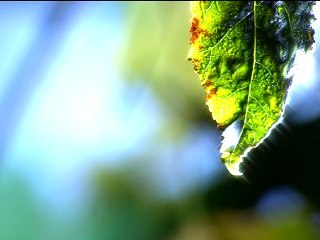 DreamScene Masaüstü Yaprak Windows Vista Ultimate Windows 7