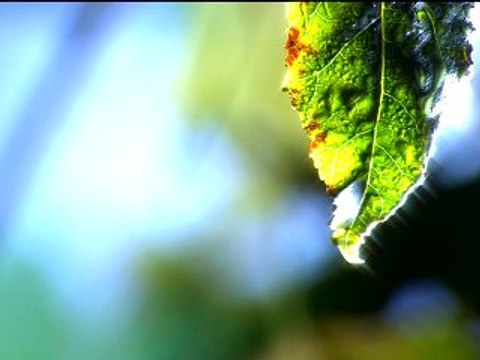 DreamScene Masaüstü Yaprak Windows Vista Ultimate Windows 7