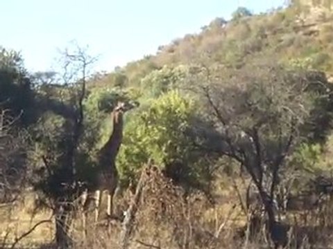 güney afrika safari (sun city)