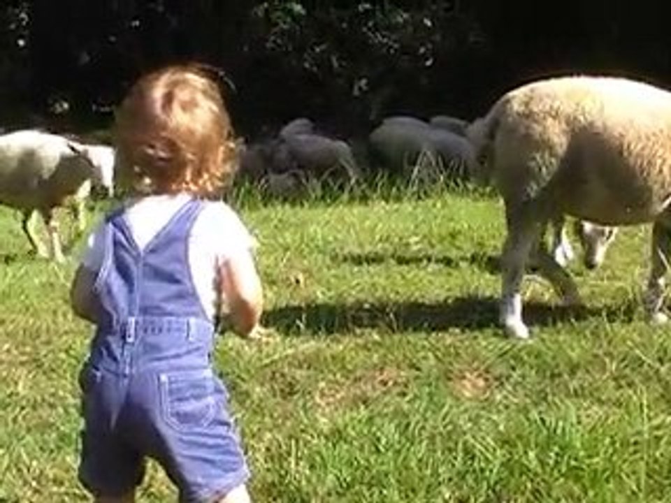 petit berger