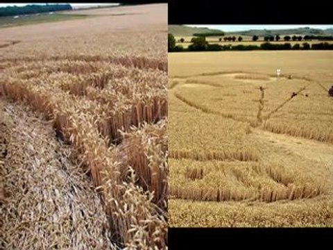 Crop Circle 26 Juillet 2010 East Field Wiltshire GB
