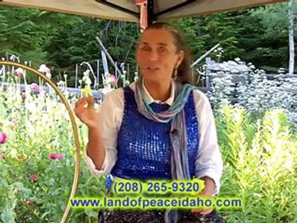 Organic Healing Oils - Evening Primrose