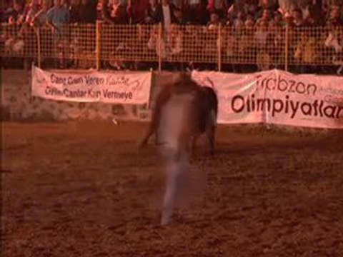 kafkasör 2010 boğa güreşleri baş boğa güreşi