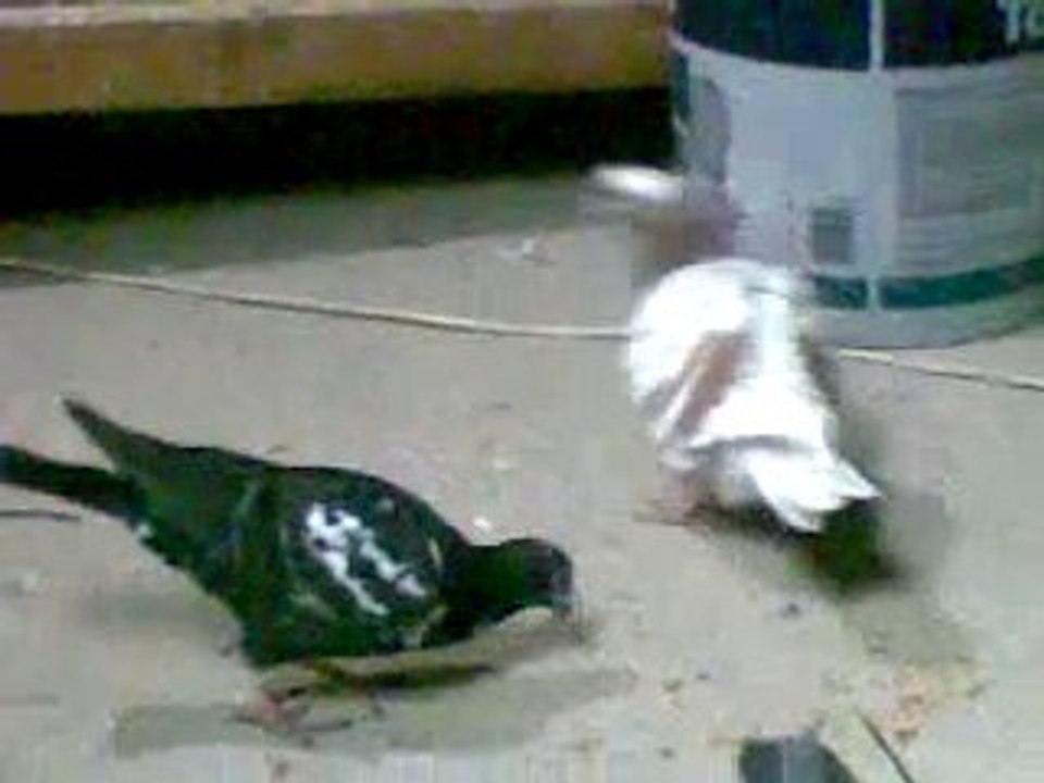 Lübnan filo bölük kuşları  www.guvercinrehberi.com