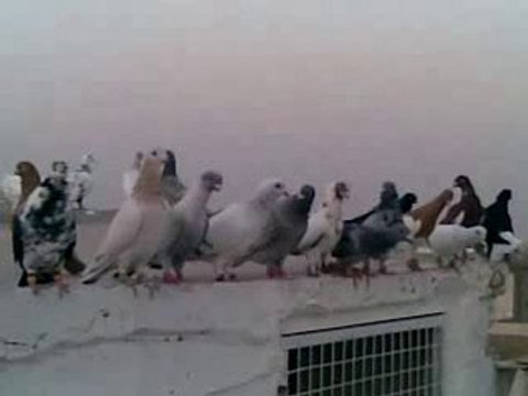 Lübnan filo bölük kuşları 2 guvercinrehberi.com