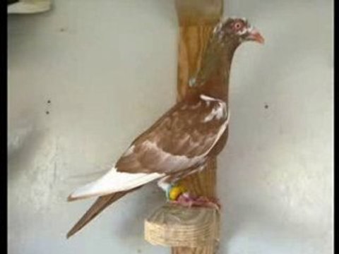 filo kuşları slayt gösterisi - guvercinurfa.com