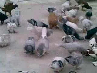 lübnan karışma kuşları 2 www.guvercinurfa.com