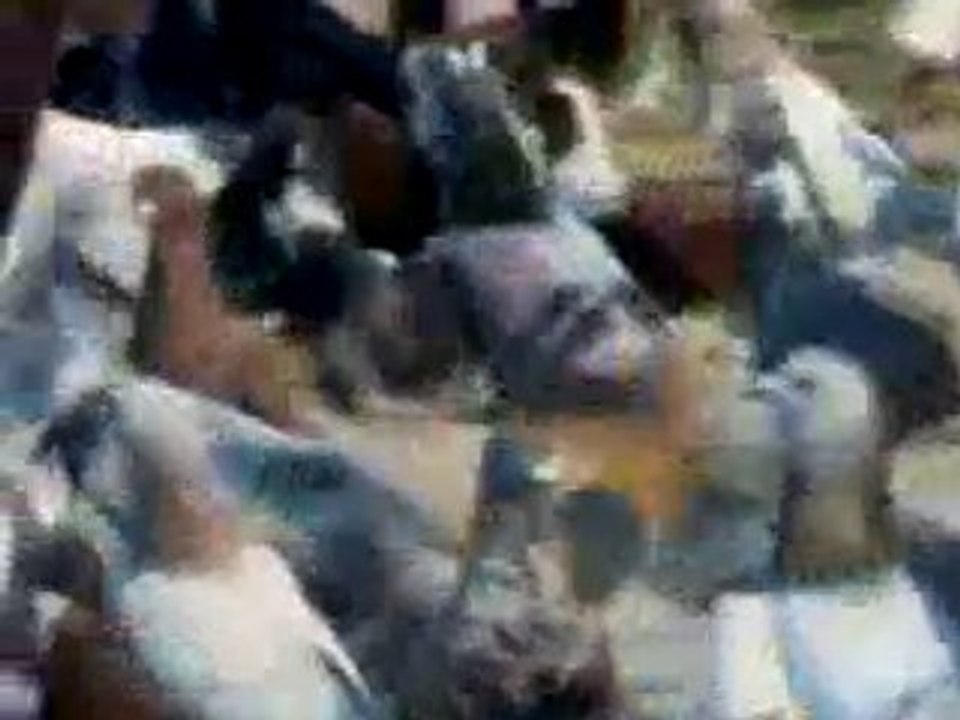 suriye filo kuşları 250 adet www.guvercinurfa.com